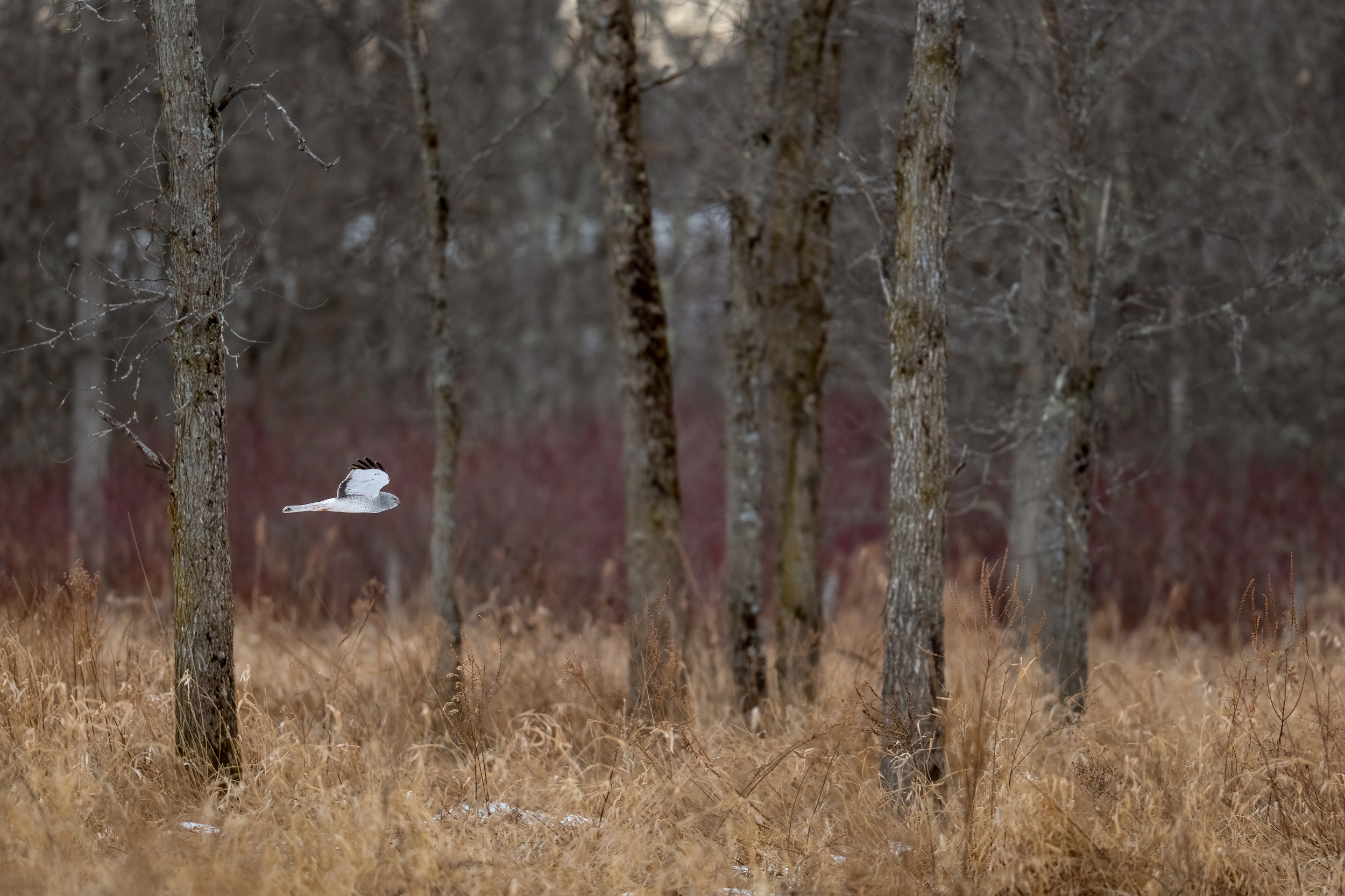 a wide-ish photo of a stand of young trees at the edge of a field, with distinct layers in the image from bottom to top of dead winter grasses, purple shrubbery branches in the midground, and bare winter trees in the top, most distant section of the photo. a gray ghost - adult male Northern Harrier - glides through the scene and between the trees in his hunt of field mice and shrews
