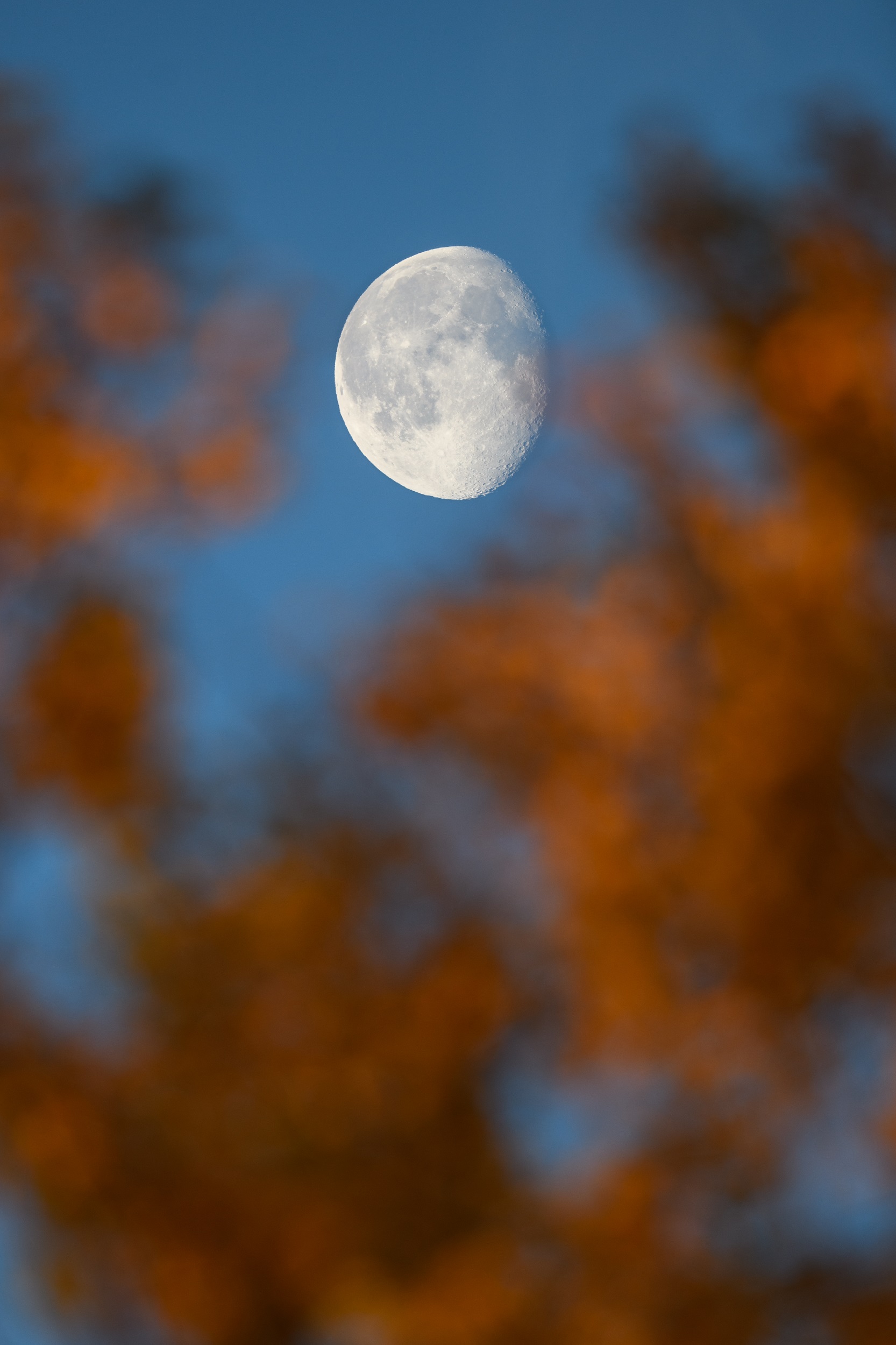 a photo of a 80% full waning moon above some out-of-focus fall leaves bathed in sunrise light